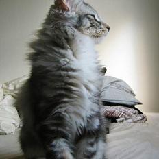 Norsk Skovkat Bastian R.I.P