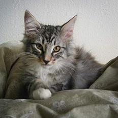 Norsk Skovkat Bastian R.I.P