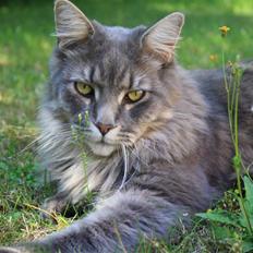 Maine Coon Bufas