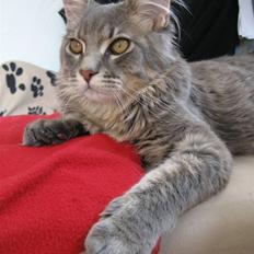 Maine Coon Bufas
