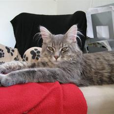 Maine Coon Bufas