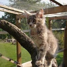 Maine Coon Løvehulen's Platina 