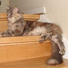 Maine Coon Løvehulen's Platina 