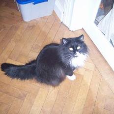 Blanding af racer Ludwig