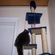 Blanding af racer Ludwig