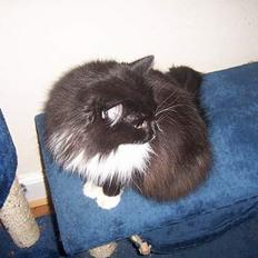 Blanding af racer Ludwig