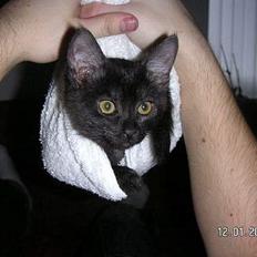 Blanding af racer Vicki