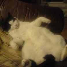 Blanding af racer Prikken *død*