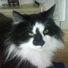 Blanding af racer Bailey