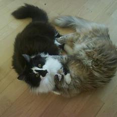 Blanding af racer Bailey