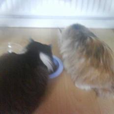 Blanding af racer Bailey