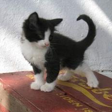 Norsk Skovkat Houdini