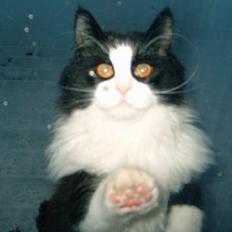 Norsk Skovkat Houdini