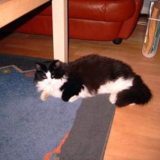 Norsk Skovkat Houdini