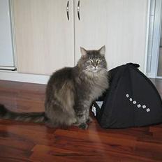 Maine Coon Gizmo - DØD