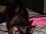 Huskat Gerda *R.I.P* - Gider ikke have taget billede mor..