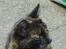 Huskat Gizmo - Hmm, hvad mon der sker der over??