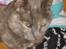Huskat Dusty *R.I.P* - Hun er vidst træt