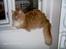 Maine Coon Garfield - aug.06