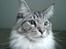 Maine Coon Timon