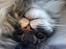 Maine Coon Timon