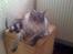 Maine Coon Timon - Smukke Moni på en af hans yndlingspladser. Venter på at komme ud i kattegården :-)