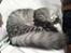 Maine Coon Timon