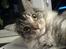 Maine Coon Timon - Hej med jer derude...ser jeg ikke bare fræk ud :-)
