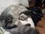 Maine Coon Timon