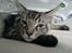 Maine Coon Timon
