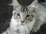 Maine Coon Timon