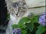 Maine Coon Timon