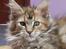 Maine Coon Sahara Silvi-Cola