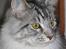 Maine Coon Timon