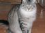 Maine Coon Timon
