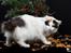 Tyrkisk Van Cadi Van Kedi von Alexis - Cadi fotograferet af: www.tosafoto.dk 