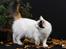 Tyrkisk Van Cadi Van Kedi von Alexis - Cadi fotograferet af: www.tosafoto.dk