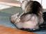 Maine Coon Timon - Timon og Nala leger