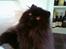 Perser Buffy
