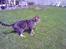 Huskat Boogie