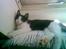 Huskat Gigi d'Agostino (død)