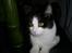Huskat Gigi d'Agostino (død)
