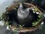 Maine Coon Timon
