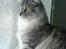 Maine Coon Timon