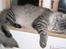Maine Coon Timon
