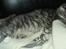 Maine Coon Pjevs