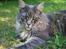Maine Coon Bufas