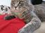 Maine Coon Bufas