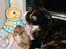 Huskat Patricia - hej lille cirkeline vi er gode venner jeg ku ikke gøre en guldhamster fortræd
