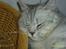 British Shorthair Silver